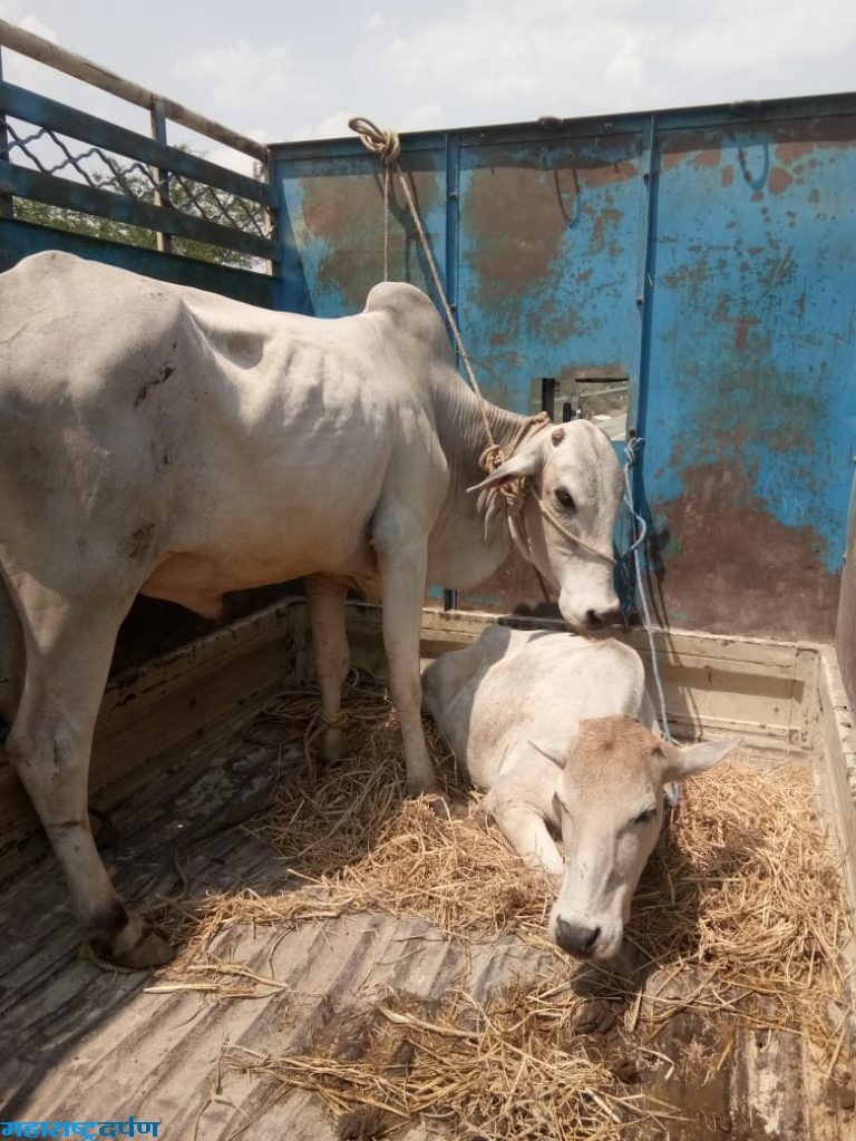 जनावरांची अवैधरित्या वाहतूक ,१,लाख६३,हजार चा मुद्देमाल जप्त