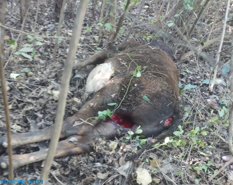 वराडा व घाटरोहणा येथील दोन घटनेत बिबटया च्या हल्ल्यात १ कारवड, १ गोरा ठार