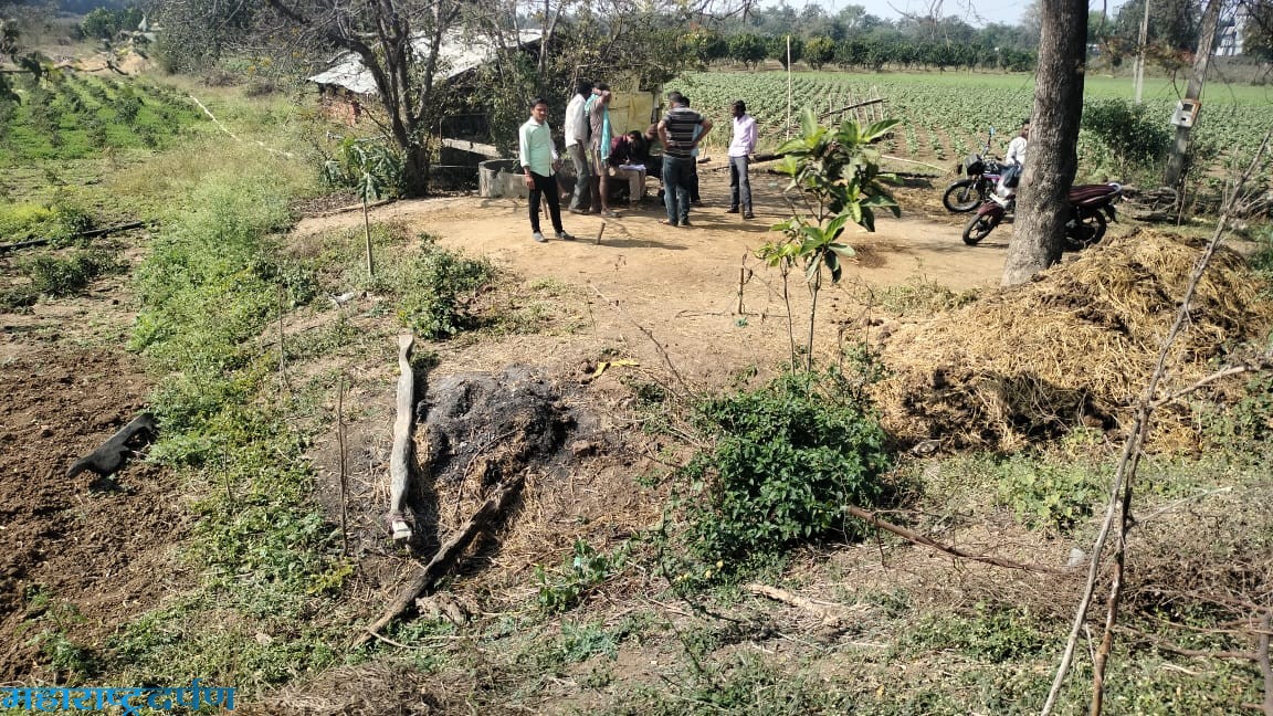 वराडा शेतशिवारात बिबटया च्या हल्ल्यात १ कारवड ठार
