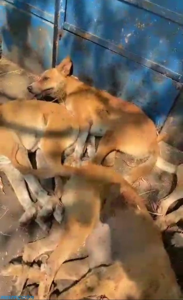 रस्त्यावरील कुत्रे निर्दयपणे मारून, क्रुतेने वाहनात भरून नेणा-या विरूध्द गुन्हा दाखल घटनेचा विडिओ वायरल झाल्याने आर.ए.डी संस्थे व्दारे दखल 